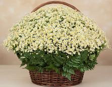 Цветочная композиция из Ромашки в корзине #REPLACE_PRED# Пригорске