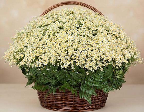 Цветочная композиция из Ромашки в корзине в Пригорске