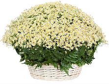 Цветочная композиция из Ромашки в корзине #REPLACE_PRED# Пригорске